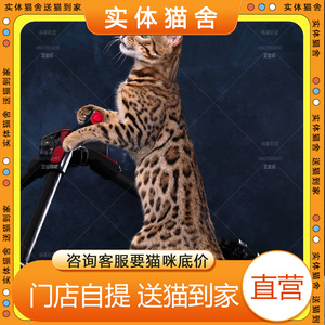 成都/实体猫舍/上海孟加拉豹猫活体纯种阿比西尼亚幼猫金钱豹银豹