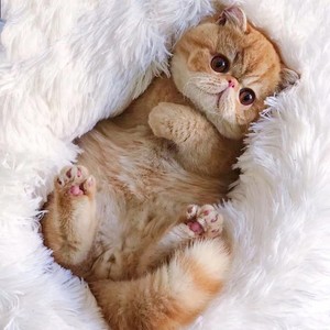 北京/实体猫舍/纯种加菲猫幼崽橘色可爱大脸短毛cfa血统认证宠物