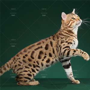 昆明/实体猫舍孟加拉豹猫 纯种 雪豹 巨型 金钱豹 玫瑰空心花纹