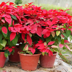 一品红盆栽红红火火真花植物四季圣诞树苗鸿运当头中国红圣诞花卉