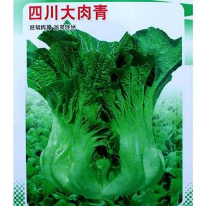 四川芥菜泡青菜种籽大肉青种子菜籽菜种酸菜鱼泡菜蔬菜孑阳台籽种