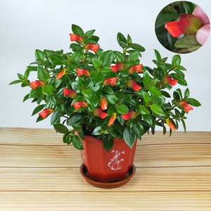稀有红花金鱼吊兰红色金鱼花盆栽植物室内四季开花吸甲醛桌面绿植