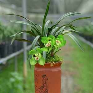 您还可以找九叶草,九叶草洗发露,兰翠君,九叶鸿,九叶蓝等产品信息