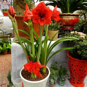 鹤顶红花卉盆栽