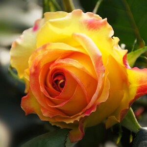 国月大花月季花卉特大花红双喜绯扇彩云卡罗拉金奖章用玫瑰