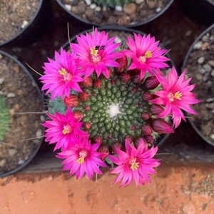 无刺白珠仙人球稀有精品多肉植物办公室防辐射仙人掌盆栽绿植花卉