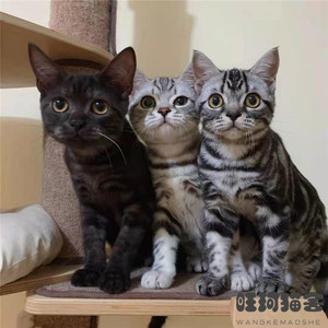 美国银虎斑猫纯种