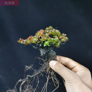 米叶橙花瑞香常青不掉叶冬季叶子变红小微盆景素材造型随机