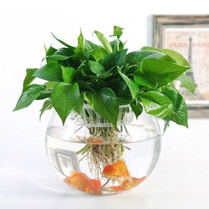 鱼缸小型盆景家用水培植物和鱼共养透明花瓶玻璃大口径绿萝花盆