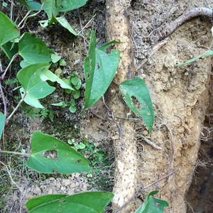 正宗贵州现挖野生山药 深山自然生长米山药非铁棍淮山药顺丰包邮