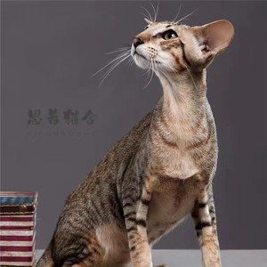 纯黑猫咪纯黑色