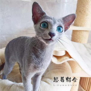 俄罗斯猫纯种幼猫