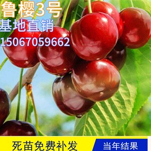 鲁樱3号大樱桃树苗种植嫁接车果树离子阳台盆栽活苗南北方特大