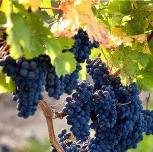 甜蜜蓝宝石葡萄苗南方种植蓝钻石盆栽地栽葡萄树苗葡萄树大苗爬藤