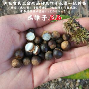 老品种野生米锥子板栗苗小锥栗毛栗子勾圆子耐寒刺锥树苗当年结果