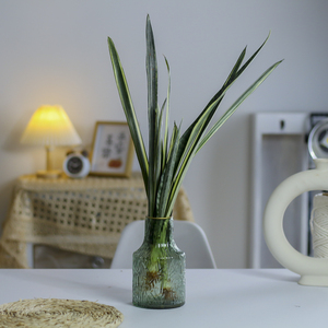 稀有水培银玉虎皮兰盆栽新房室内吸甲醛水养绿植花金边剑叶虎尾兰