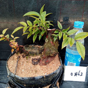 乌饭树桩盆栽精品乌饭盆景南烛室内盆景盆栽易养活常绿.14