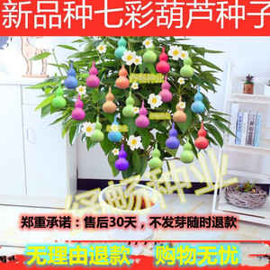 包发芽把玩七彩葫芦种子手捻盆栽宝葫芦特小葫芦种子搭架爬藤庭院