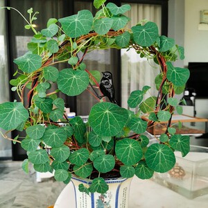 山乌龟金不换植物云南