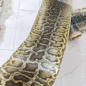 金花蟒皮 二胡蟒蛇皮 二胡三弦扎木聂蛇皮冬不拉蟒蛇皮