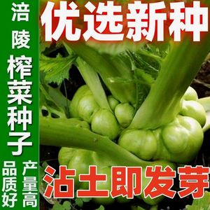 正宗涪陵榨菜种子四川大头菜榨菜头青菜头芥菜夏秋季蔬菜耐高温种