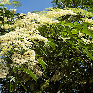 接骨木种子中草药植物舒筋树挺挺活大接骨丹种苗南北方种植