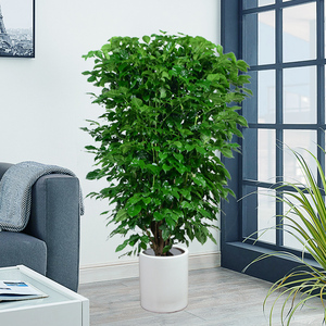 室内高大绿植客厅轻奢树木盆栽禄植家庭幸福树办公室家养大型植物