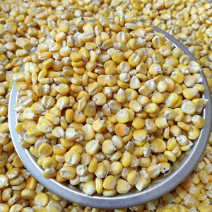 新货老品种黄糯玉米贵州特产糯包谷子农家自产可留种干玉米粒杂粮