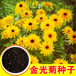 花卉种子 金光菊种子宿根天人菊勋章菊紫松果菊 多年生含耐寒品种