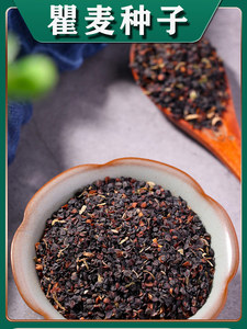 瞿麦种籽散装中药材五彩石竹花籽种植苗盆栽种子籽四季阳台播种