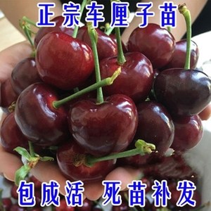 车离子苗 英樱桃树当年结果大厘孑俄罗斯8号辽宁东北耐殷带土发货