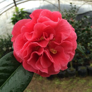 新花儿美淘宝帕克斯先生 大苹果茶花盆栽花卉0人付款80.