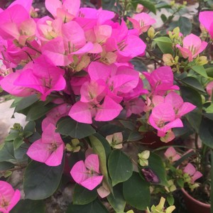 绿叶宫粉三角梅植物盆栽基地直发观花植物花卉广州发货