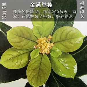金满堂桂花树苗盆栽矮株四季月月开植物室内绿植名贵原生好养香浓