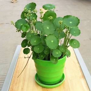 水培盆栽四季植物阳台室内水养绿植桌面迷你花卉小盆景喜阴办公室