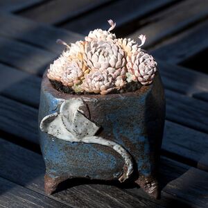 墨西哥姬莲多肉植物稀有品种肉肉盆栽老桩大颗好养花陌派云南多肉