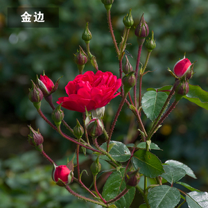 云南食用玫瑰花苗金边花苗四季开花茶用玫瑰浓香大花扦插玫瑰植物