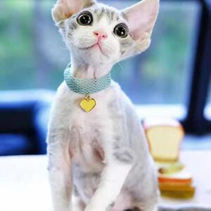 德文卷毛猫纯种幼崽猫领养黑色白色开脸虎斑活体科尼斯宠物帝王猫