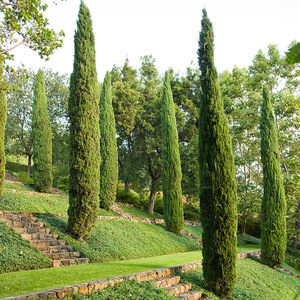 柏树树苗塔柏四季常青松柏侧柏蜀桧苗扁柏圆柏洒金柏宝塔松龙柏苗