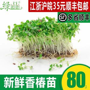 新鲜蔬菜 香椿苗 净含量80g毛重100g  可食用芽苗菜 西餐摆盘装饰