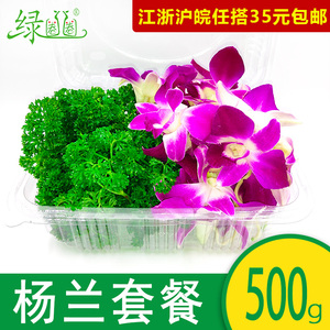 新鲜杨兰花荷兰芹套装 洋兰花火锅烤肉摆盘菜装饰餐饮摆盘鲜花草