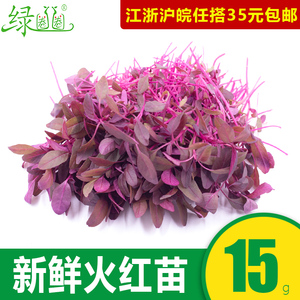 新鲜蔬菜 火红苗 安曼红苗 斯卡纳苗食用芽苗菜15g 西餐摆盘装饰