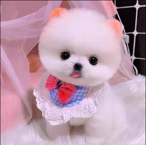 纯种博美犬幼犬狗狗活体小型球形宠物狗白色好养博美