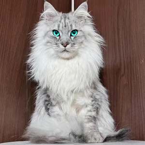 纯种缅因猫幼猫银虎斑狮子长毛烟灰黑库恩俄罗斯血统宠物活体猫咪