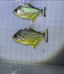 旧金山黄钻水虎鱼 s属 淡水热带猛鱼