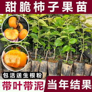 【包成活】嫁接柿子树苗甜脆苗鸡心日本太秋甜柿果树南方种植带土
