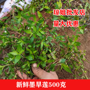 电城佳香味淘宝新鲜墨旱莲 默旱莲 旱莲草 黑丁草黑口草旱墨莲鳢肠