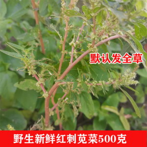 野生新鲜带刺刺苋根红菜头红刺苋刺苋菜假苋菜猪母菜勒苋菜500克
