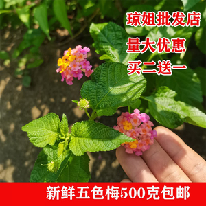 500克新鲜现采五色花五色梅马缨丹皮肤止痒草药臭五色花包邮