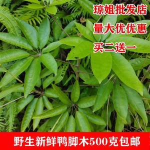 广西野生新鲜鸭脚木鹅掌柴鸭掌板皮五指通伞托树中草药材500克